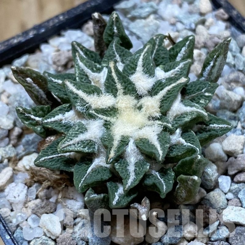 SH23307 Ariocarpus kotschoubeyanus hybrid, own roots
