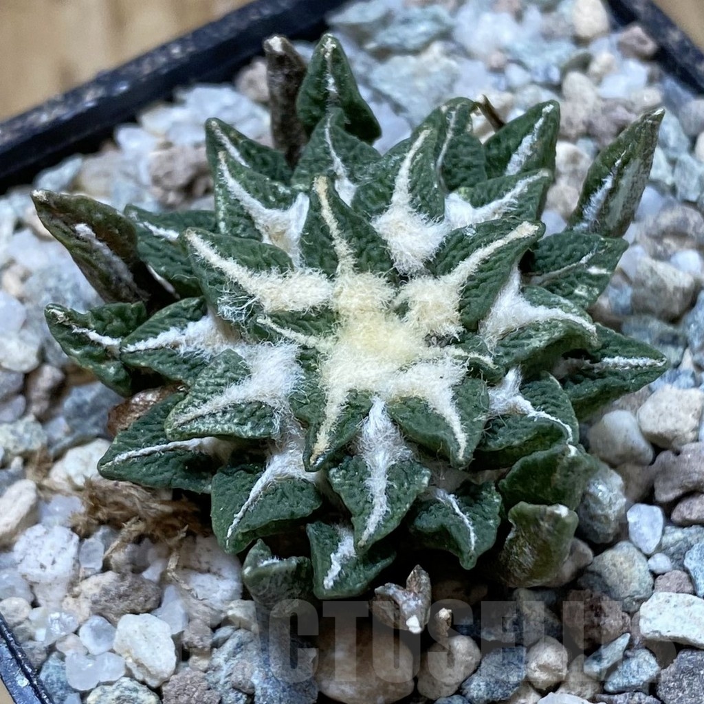 SH23307 Ariocarpus kotschoubeyanus hybrid, own roots