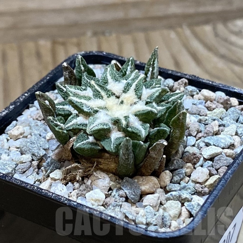 SH23307 Ariocarpus kotschoubeyanus hybrid, own roots - Image 2