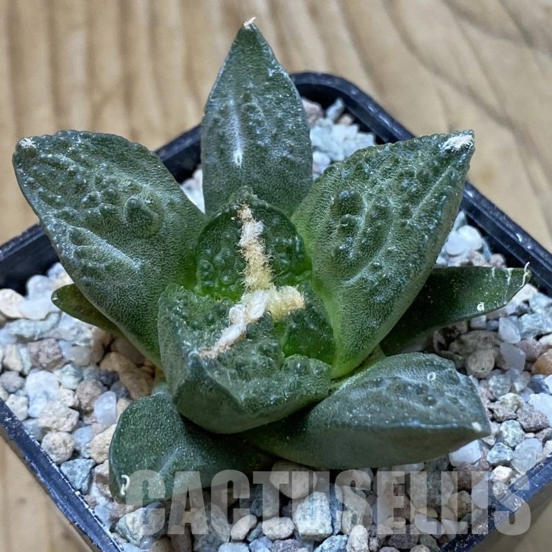 SH23308 Ariocarpus fissuratus ‘Godzilla’ hybrid, seedling, own roots