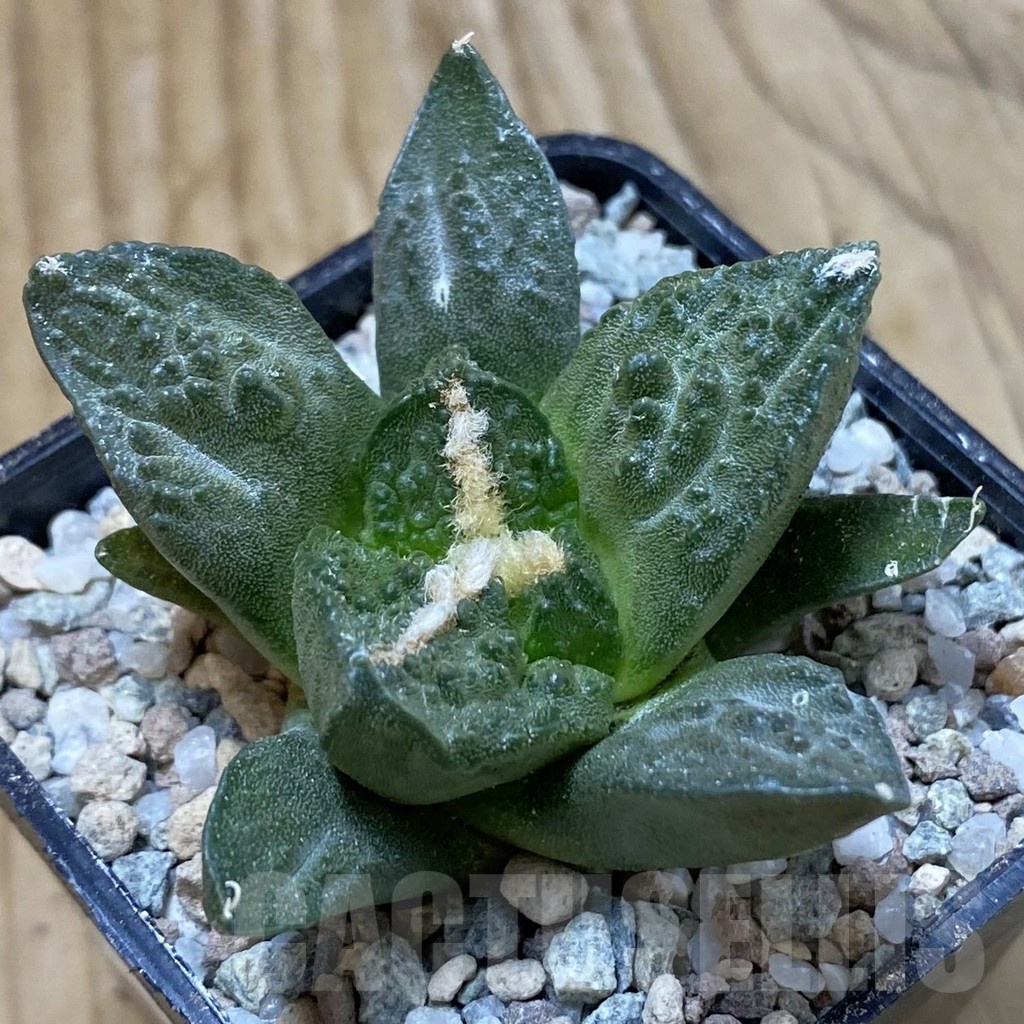 SH23308 Ariocarpus fissuratus ‘Godzilla’ hybrid, seedling, own roots