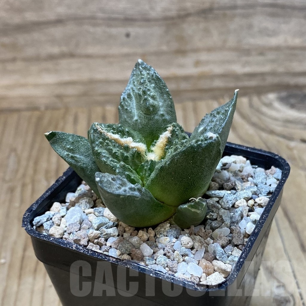 SH23308 Ariocarpus fissuratus ‘Godzilla’ hybrid, seedling, own roots - Image 2