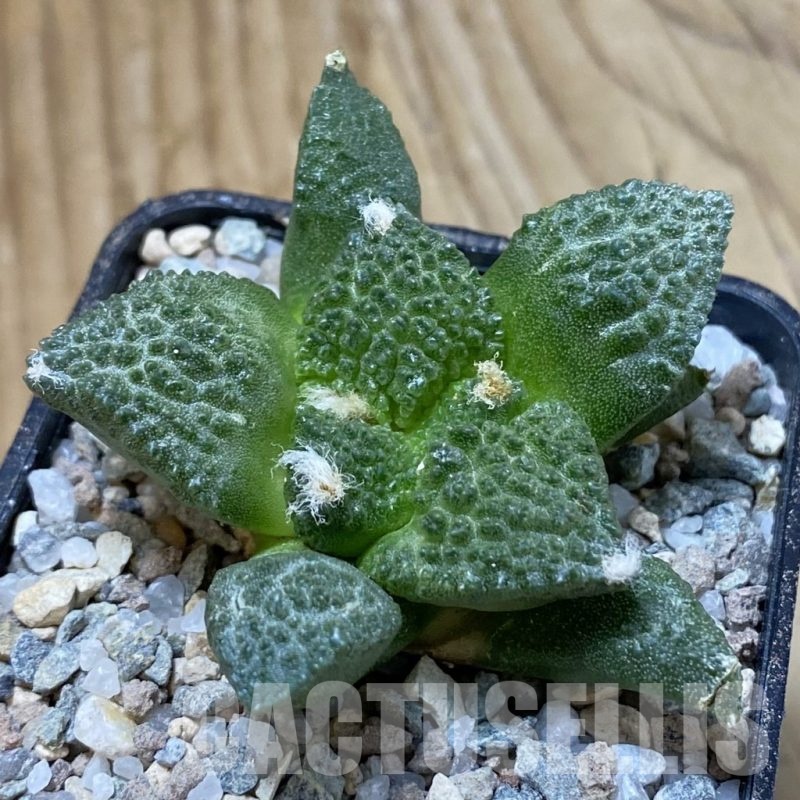 SH23309 Ariocarpus fissuratus ‘Godzilla’ hybrid, seedling, own roots