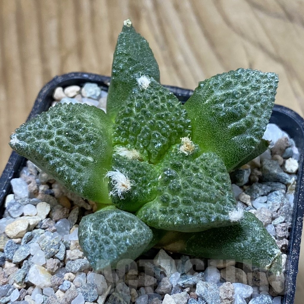 SH23309 Ariocarpus fissuratus ‘Godzilla’ hybrid, seedling, own roots