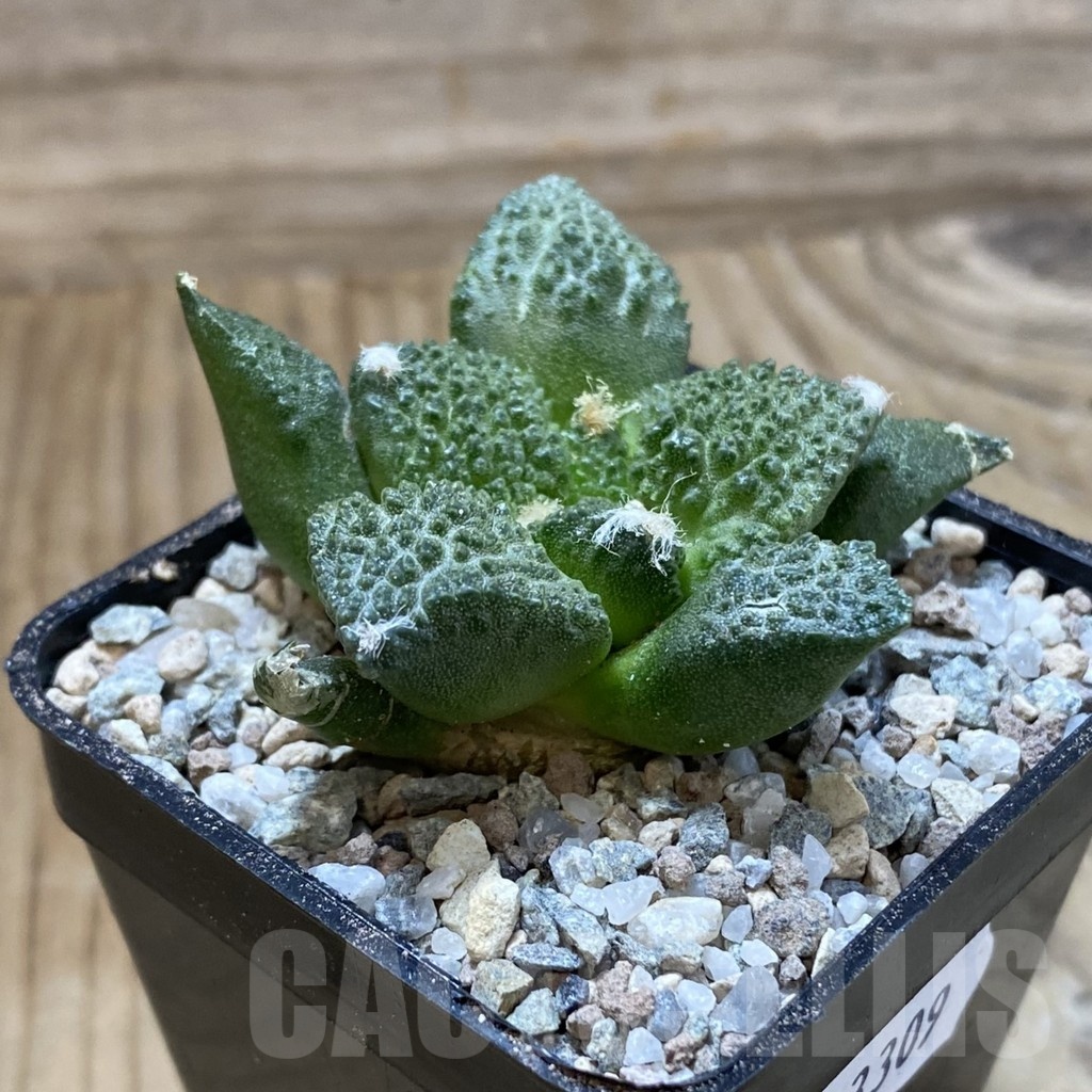 SH23309 Ariocarpus fissuratus ‘Godzilla’ hybrid, seedling, own roots - Image 2