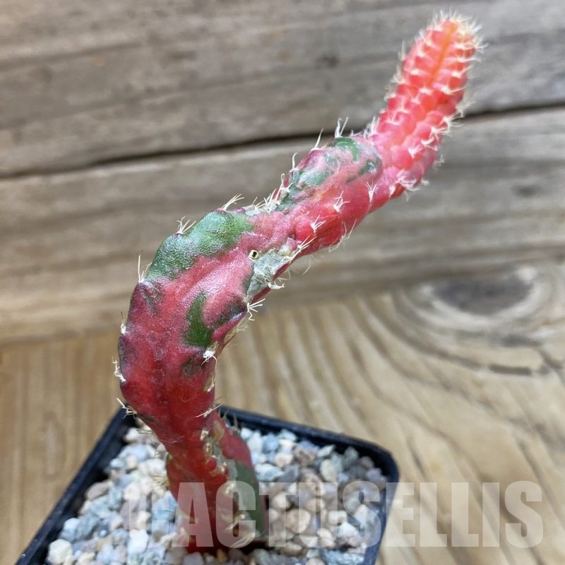 SH23310 Hylocalycium ‘Chimera variegata’