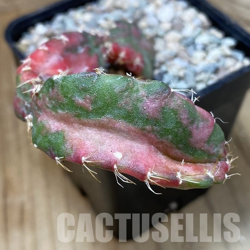 SH23311 Hylocalycium ‘Chimera variegata’