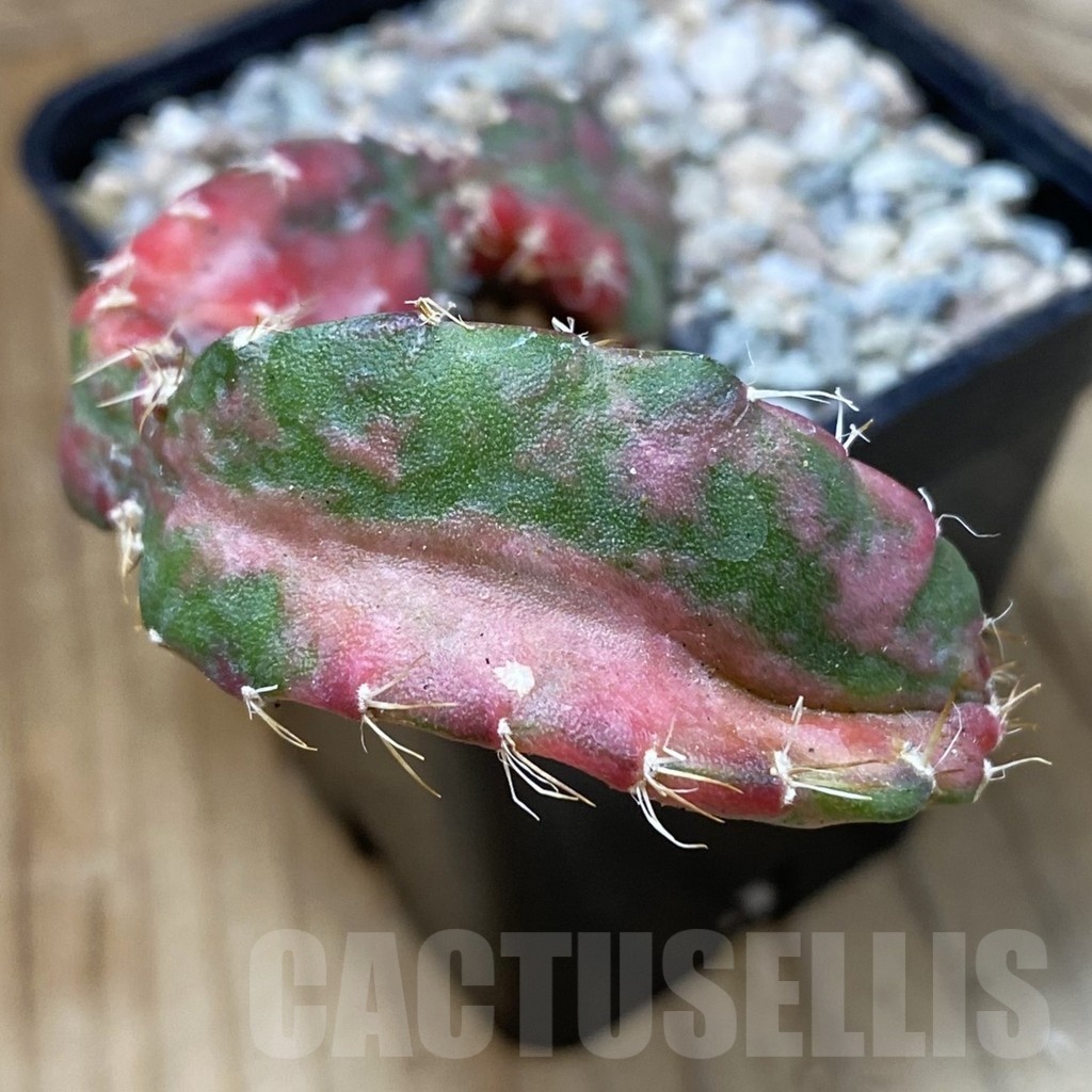 SH23311 Hylocalycium ‘Chimera variegata’