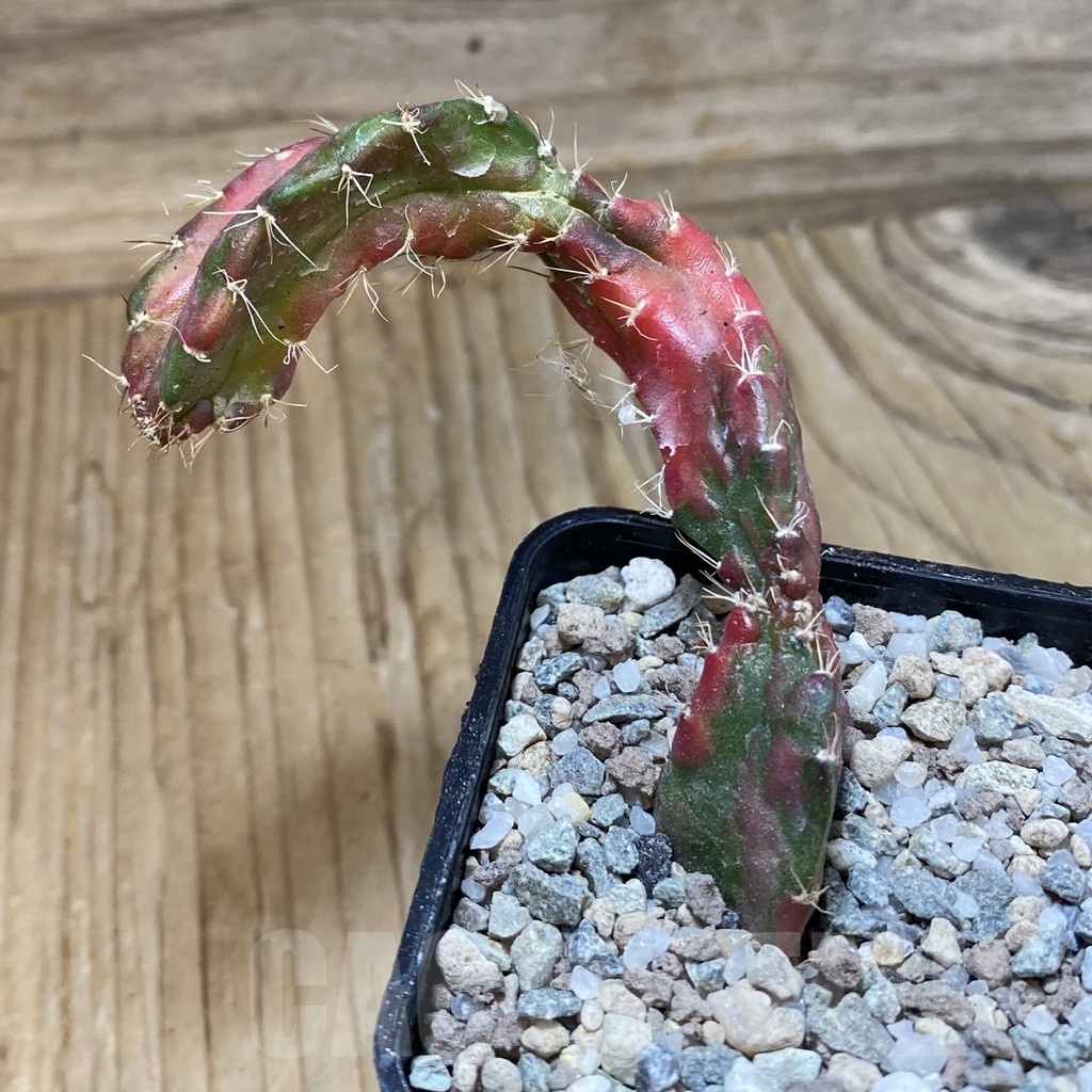 SH23311 Hylocalycium ‘Chimera variegata’ - immagine 2