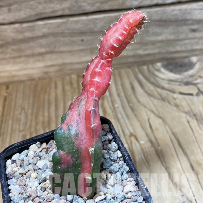 SH23312 Hylocalycium ‘Chimera variegata’