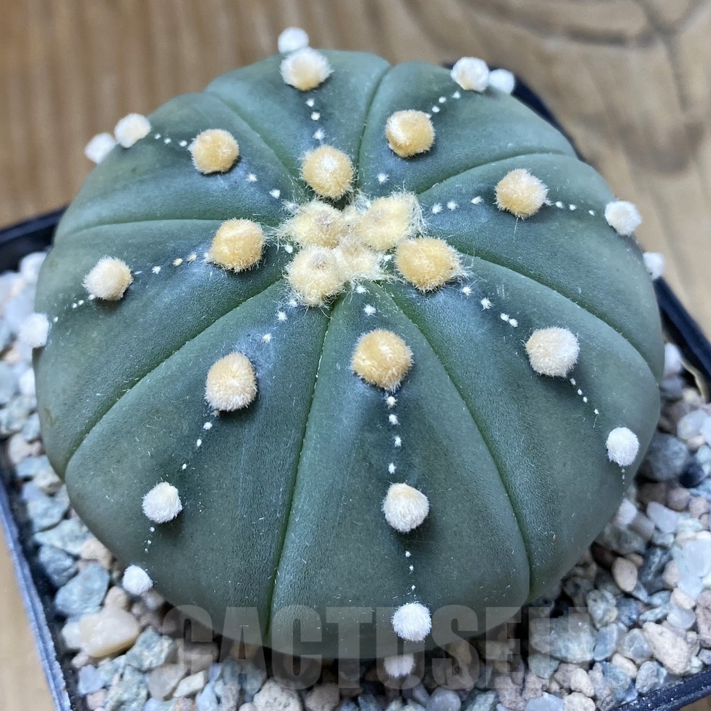 SH23265 Astrophytum asterias 'Akabana' - Image 2