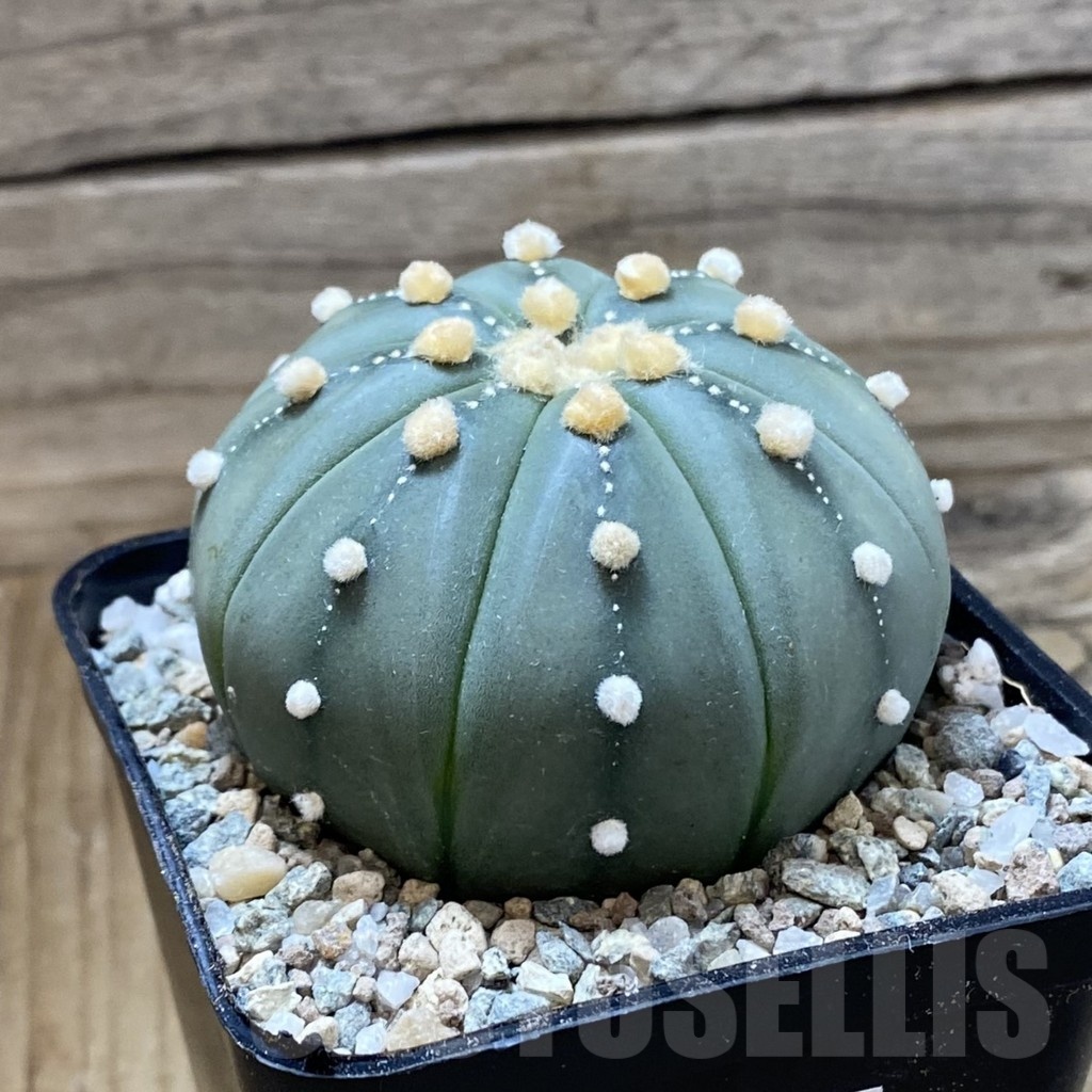 SH23265 Astrophytum asterias 'Akabana' - Image 3