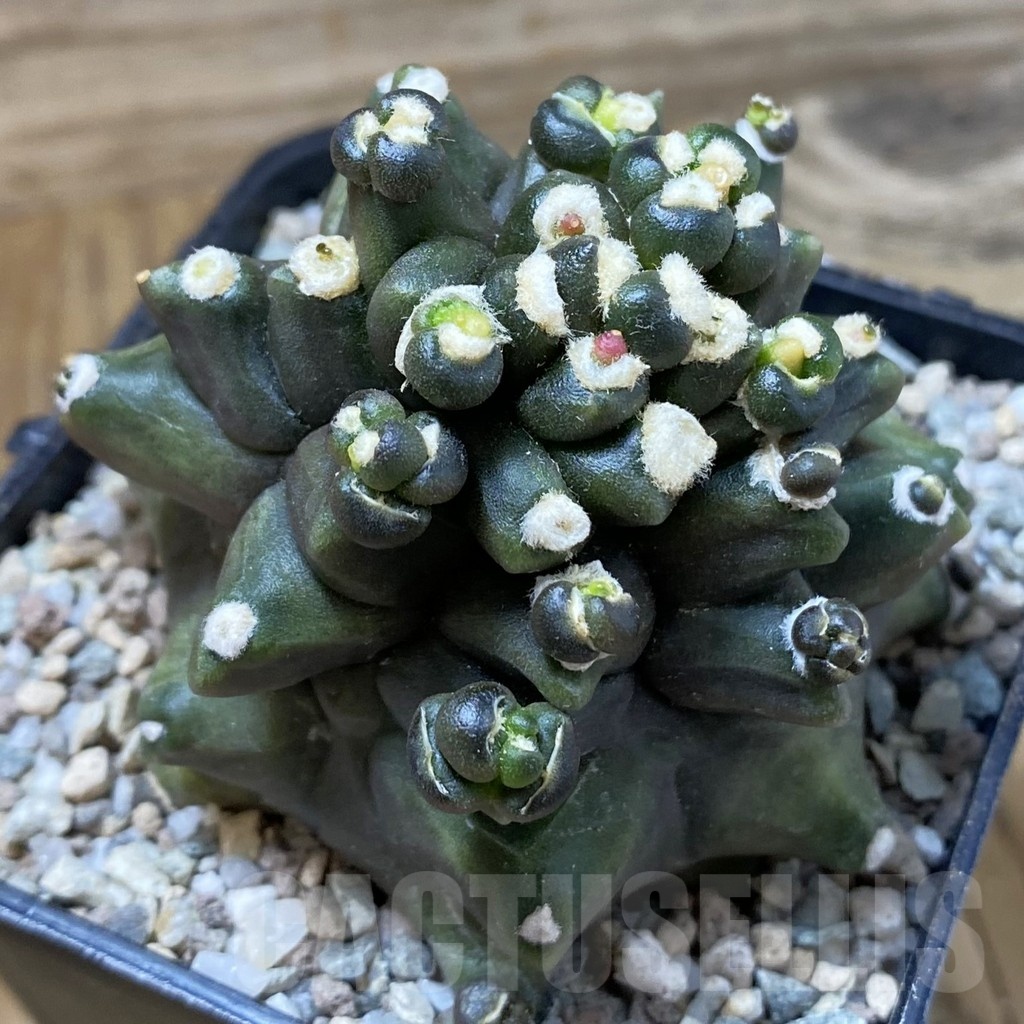 SH23267 Gymnocalycium mihanovichii ‘Transformer’