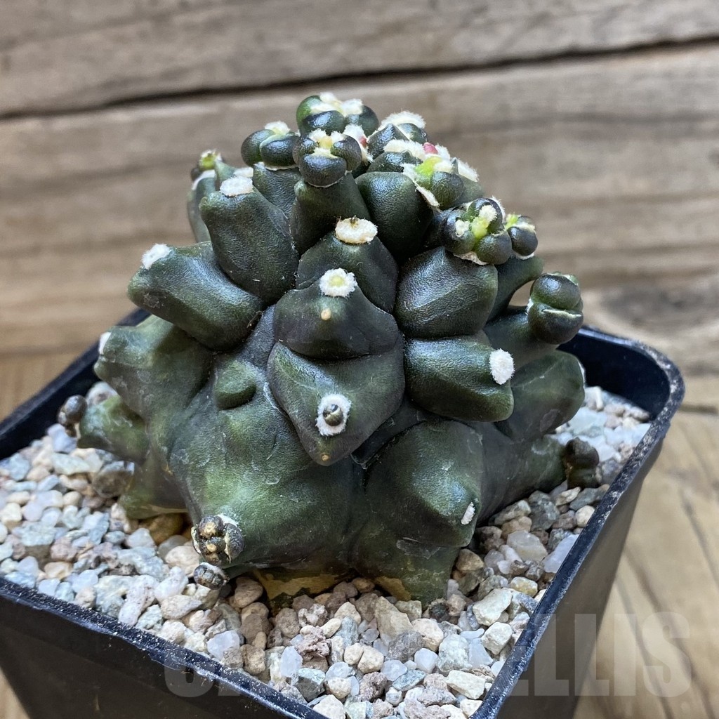 SH23267 Gymnocalycium mihanovichii ‘Transformer’ - immagine 2