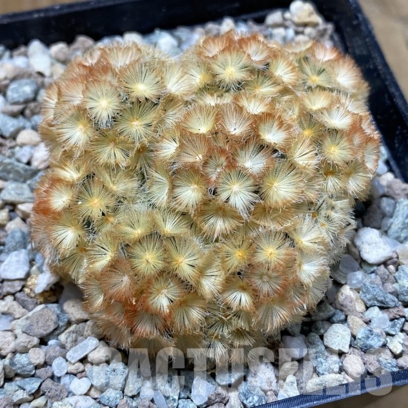 SH23269 Mammillaria carmenae ‘Buddha’ hybrid