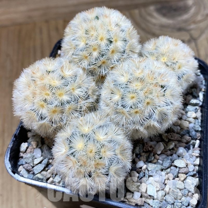 SH23270 Mammillaria carmenae ‘Buddha’ hybrid