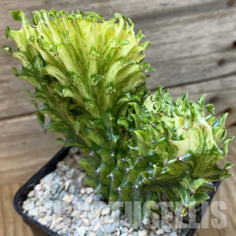 SH23271 Euphorbia lactea f. cristata variegata