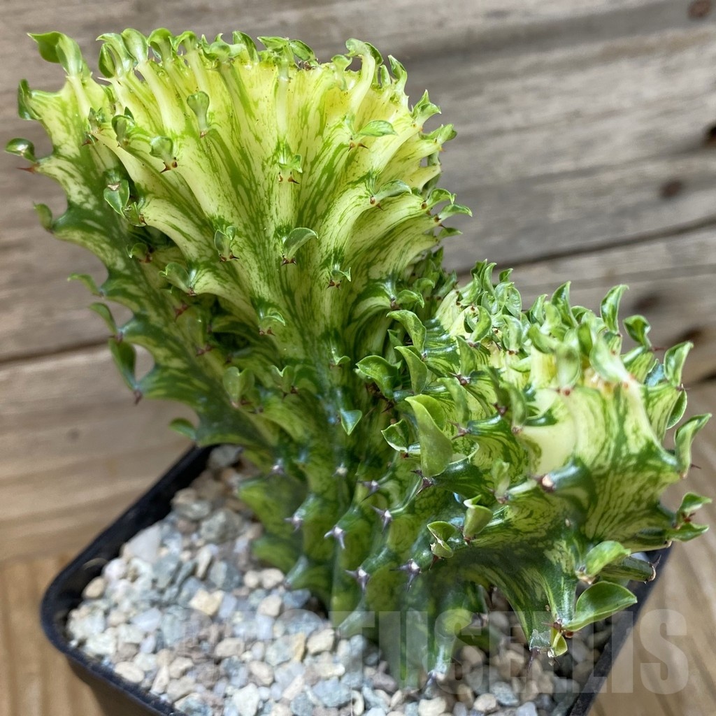 SH23271 Euphorbia lactea f. cristata variegata