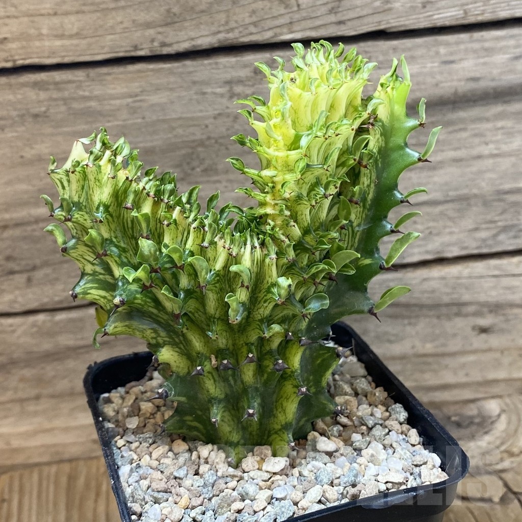 SH23271 Euphorbia lactea f. cristata variegata - Image 2