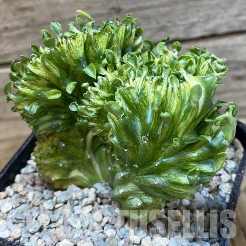 SH23272 Euphorbia lactea f. cristata variegata