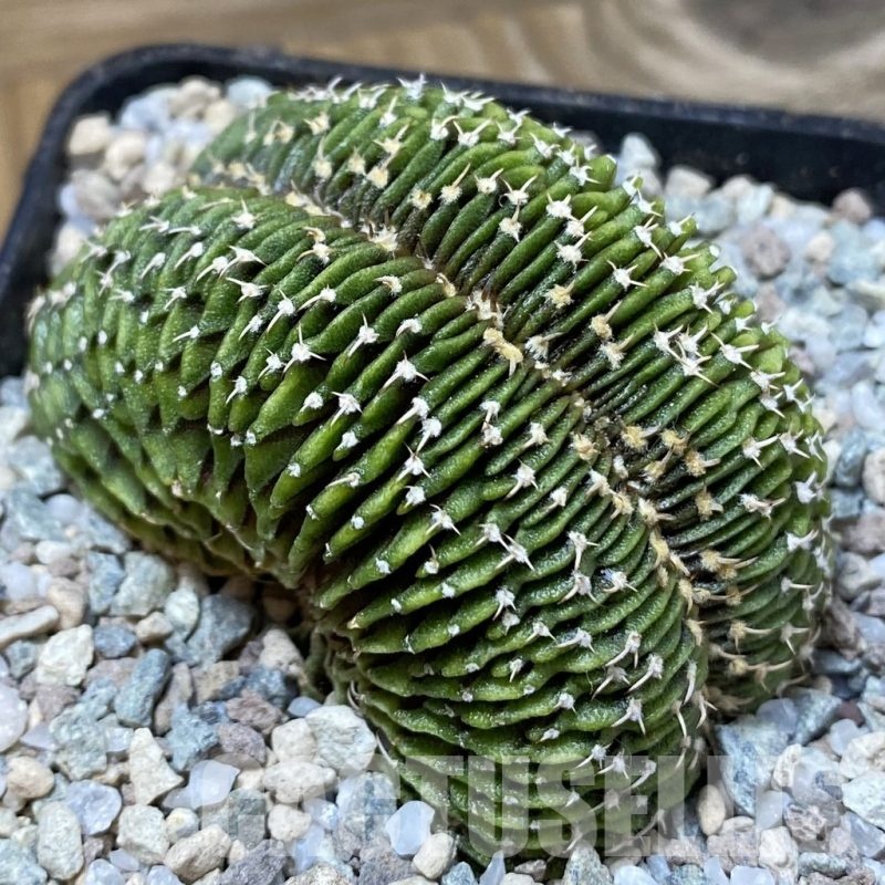 SH23273 Gymnocalycium friedrichii LB f. cristata