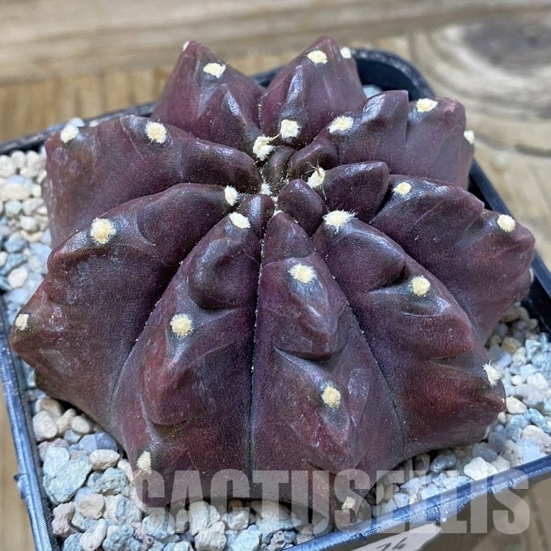SH23274 Gymnocalycium mihanovichii 'Mangosteen'