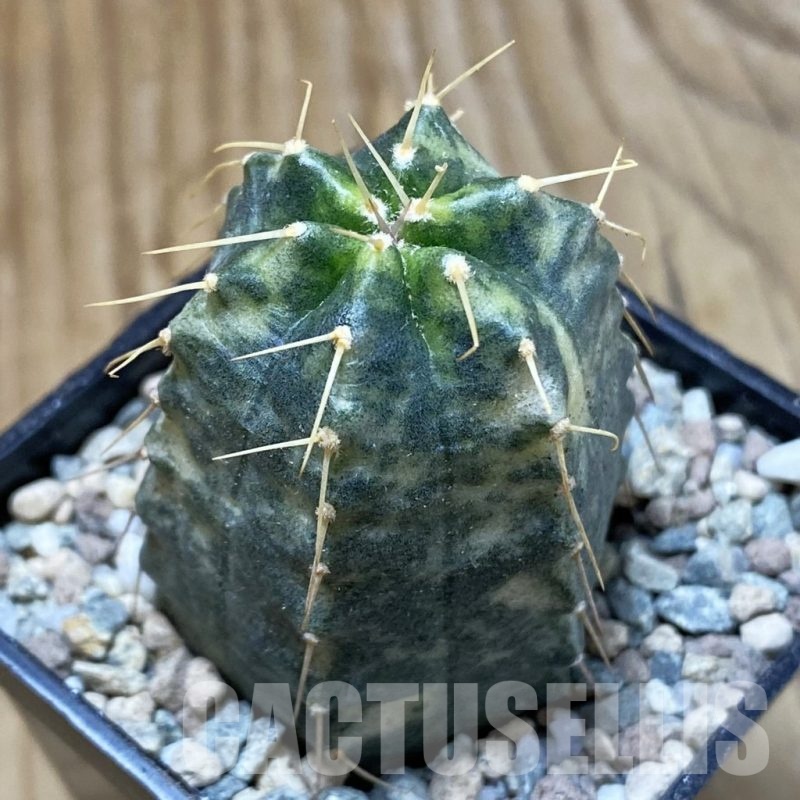 SH23275 Echinocereus knippelianus f. variegata
