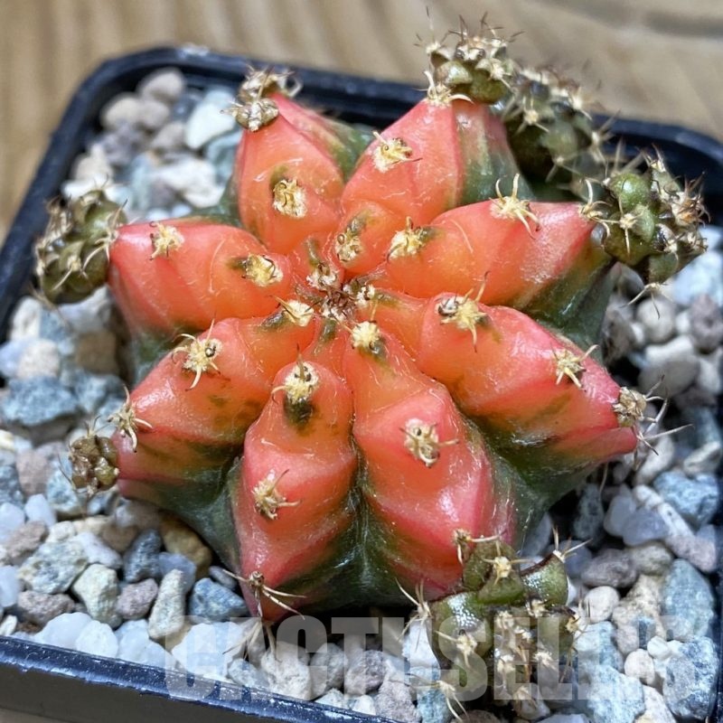 SH23279 Gymnocalycium mihanovichii ‘French Fuchsia’