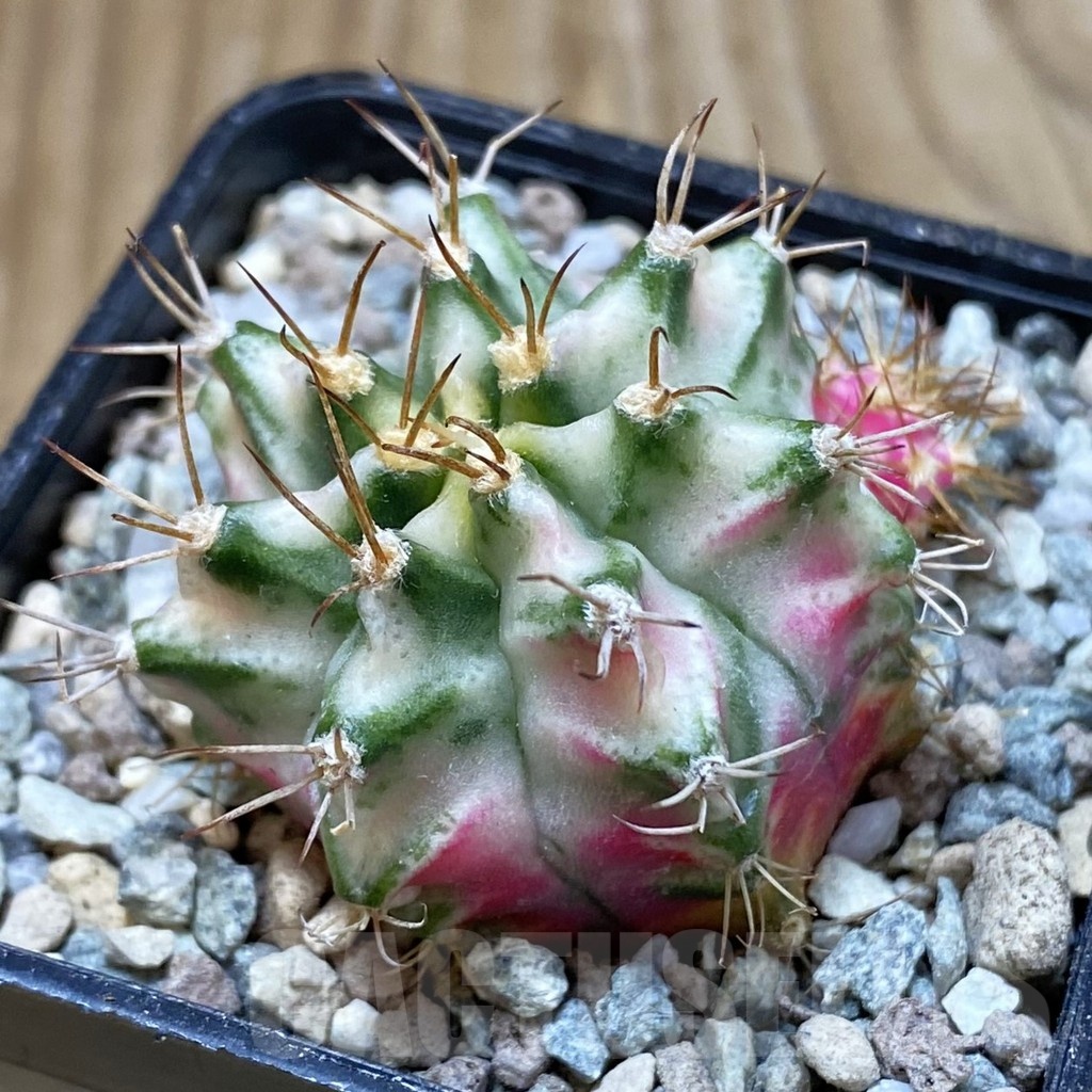 SH23280 Gymnocalycium mihanovichii ‘Pink Diamond’ hybrid - Image 2