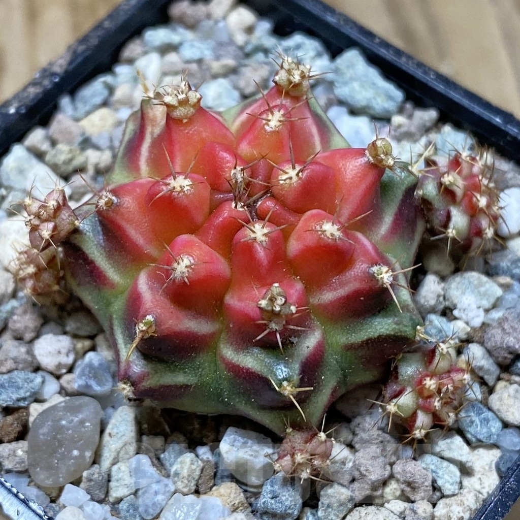 SH23282 Gymnocalycium mihanovichii ‘Little Red Riding Hood'