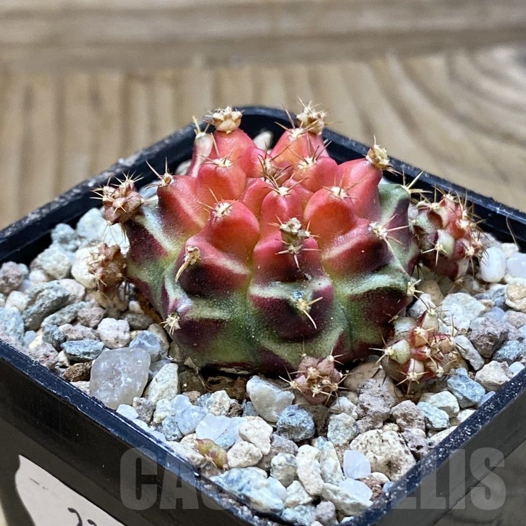 SH23282 Gymnocalycium mihanovichii ‘Little Red Riding Hood' - Зображення 2