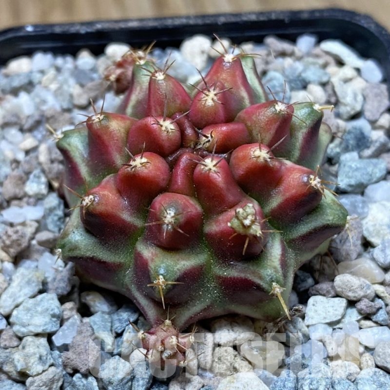 SH23283 Gymnocalycium mihanovichii ‘Little Red Riding Hood'