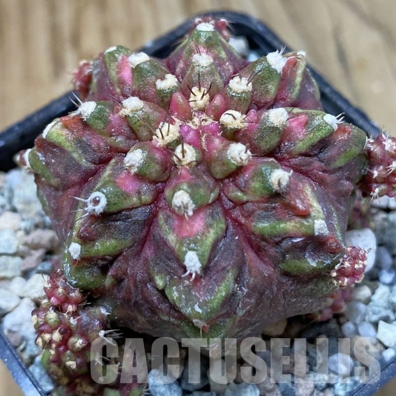 SH23284 Gymnocalycium mihanovichii ‘Super T-Rex’