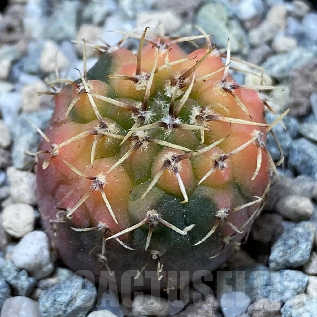SH23285 Gymnocalycium ochoterenae f. variegata, seedling