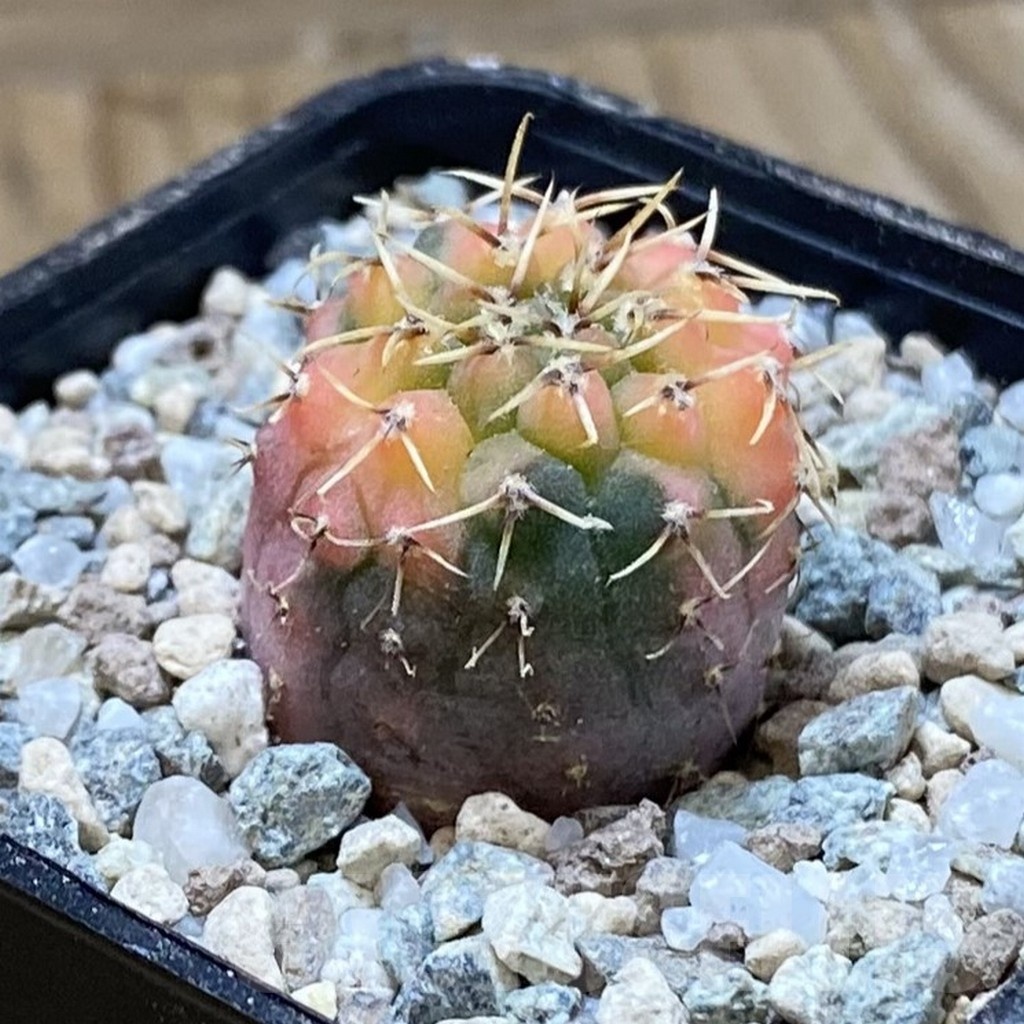 SH23285 Gymnocalycium ochoterenae f. variegata, seedling - Image 2