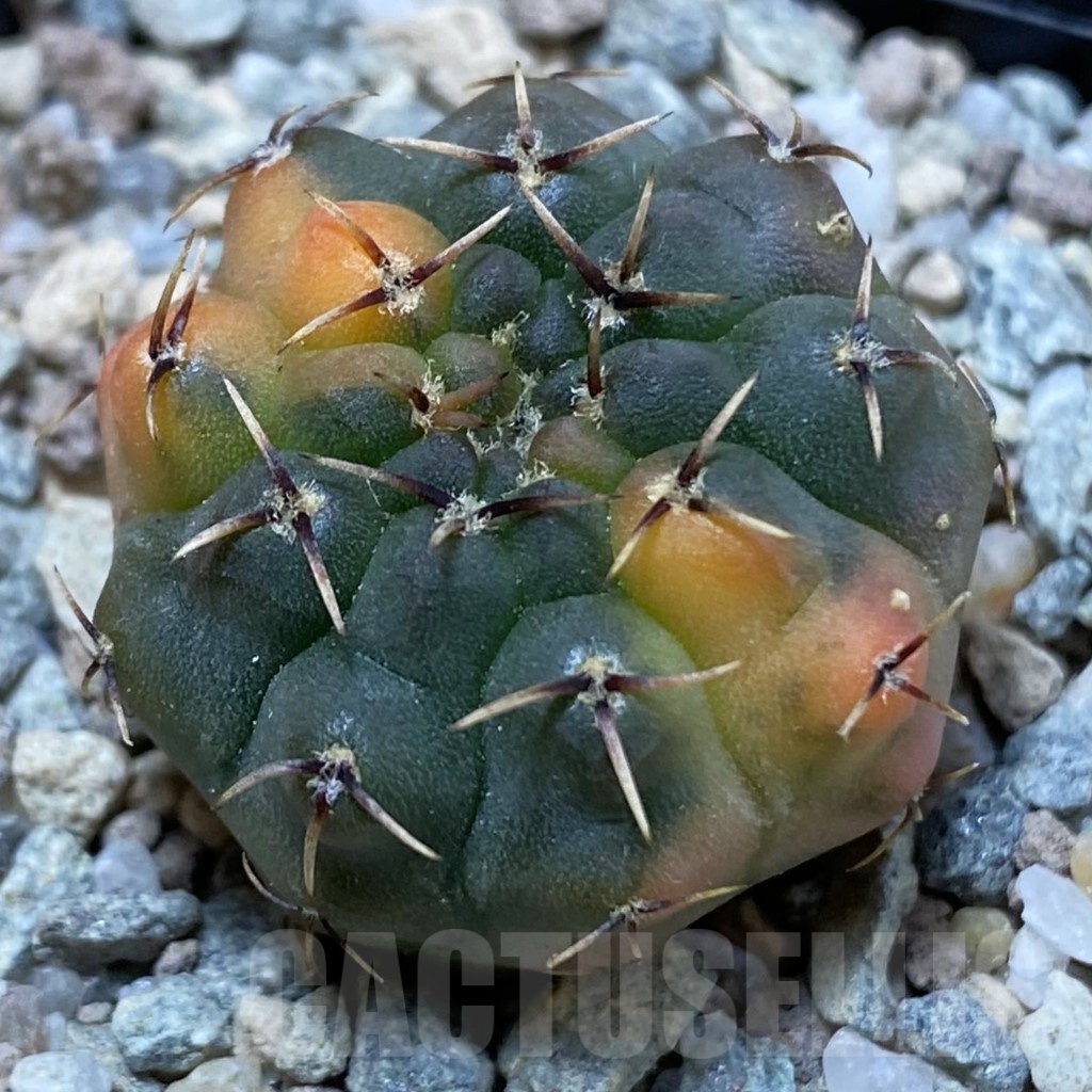 SH23286 Gymnocalycium ochoterenae f. variegata, seedling