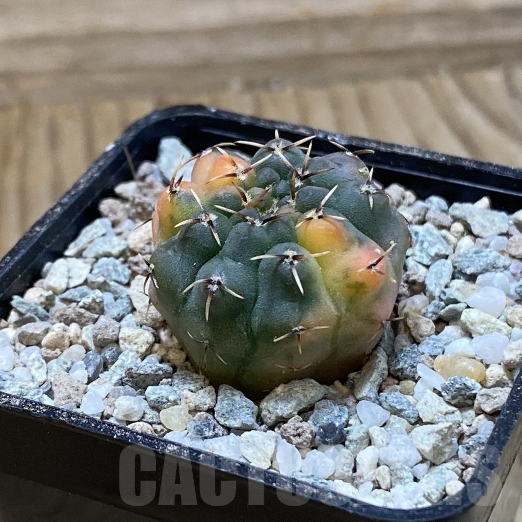 SH23286 Gymnocalycium ochoterenae f. variegata, seedling - Зображення 2