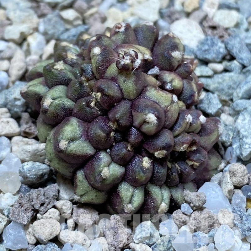 SH23287 Gymnocalycium mihanovichii ‘Day Dream’ f. cristata