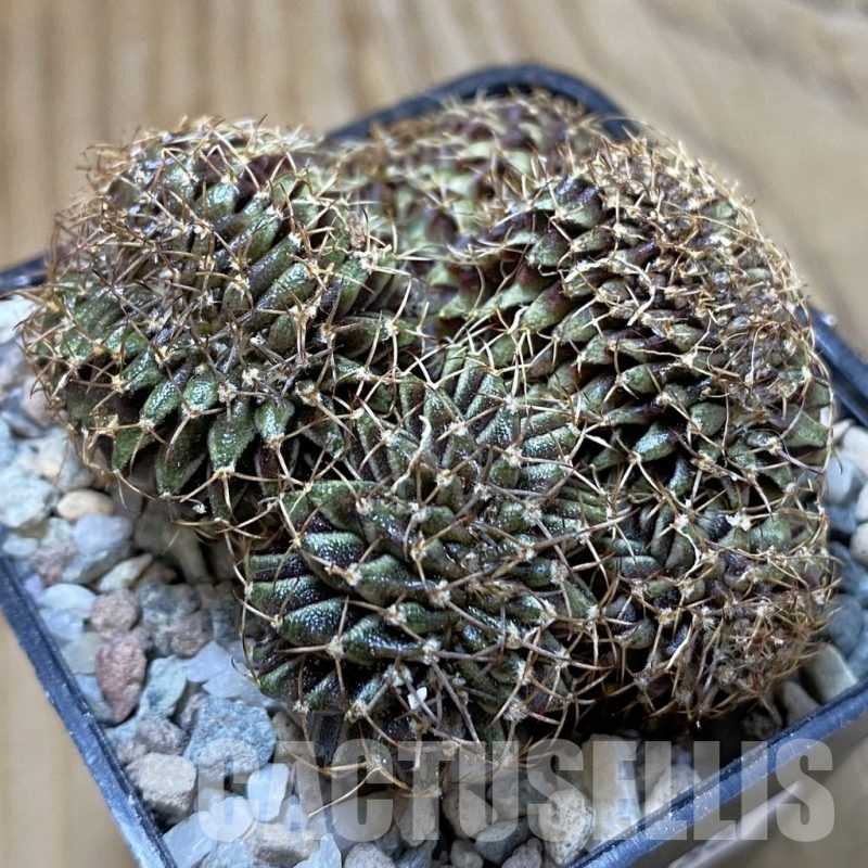 SH23288 Gymnocalycium mihanovichii f. cristata