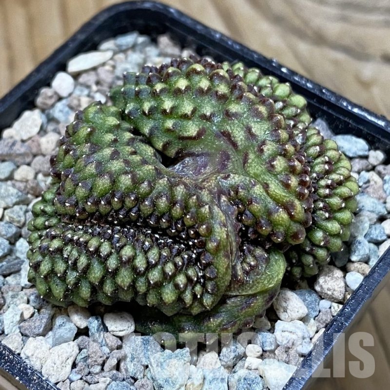 SH23445 Gymnocalycium mihanovichii 'inermis' f. cristata