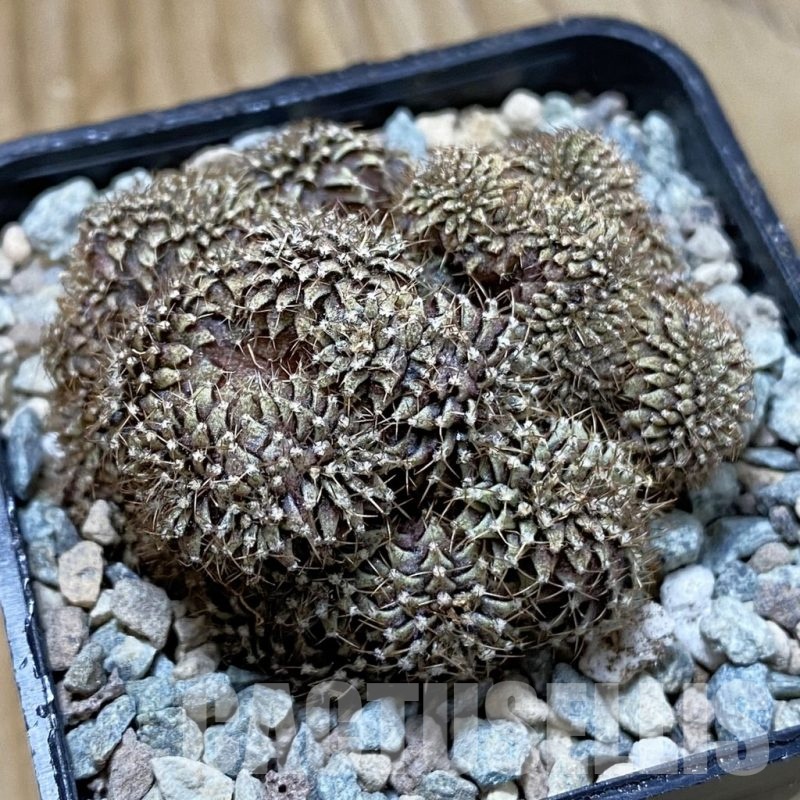 SH23446 Gymnocalycium mihanovichii f. cristata