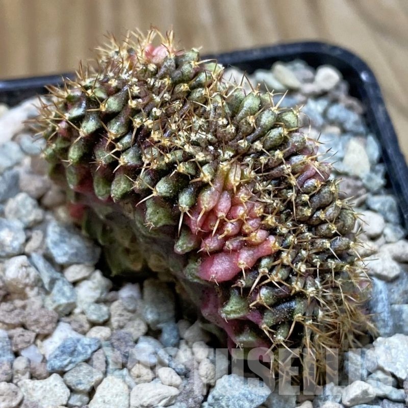 SH23447 Gymnocalycium mihanovichii f. variegata cristata