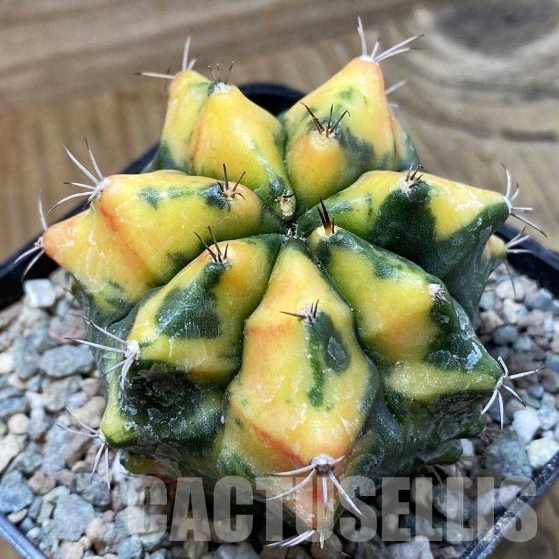 SH23414 Gymnocalycium mihanovichii 'Tom Orange'