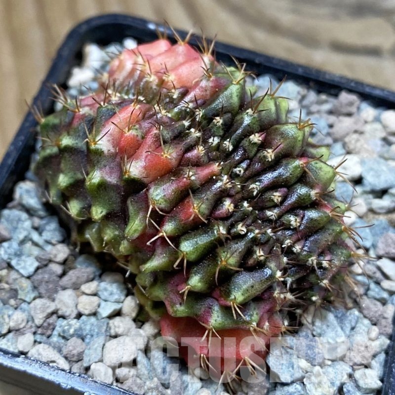 SH23448 Gymnocalycium mihanovichii f. variegata cristata