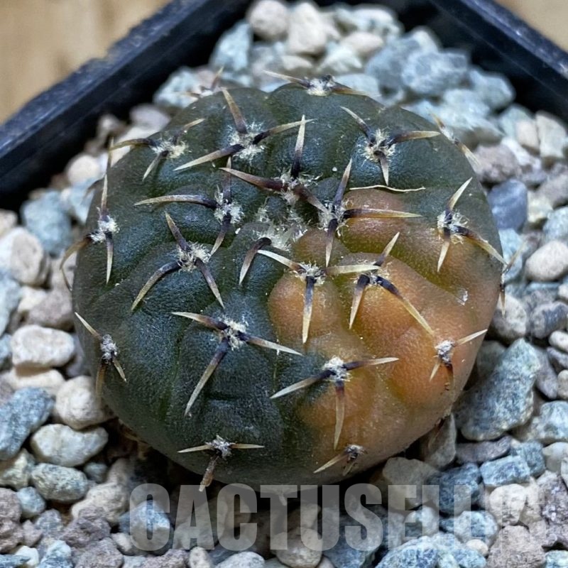SH23449 Gymnocalycium ochoterenae f. variegata, seedling