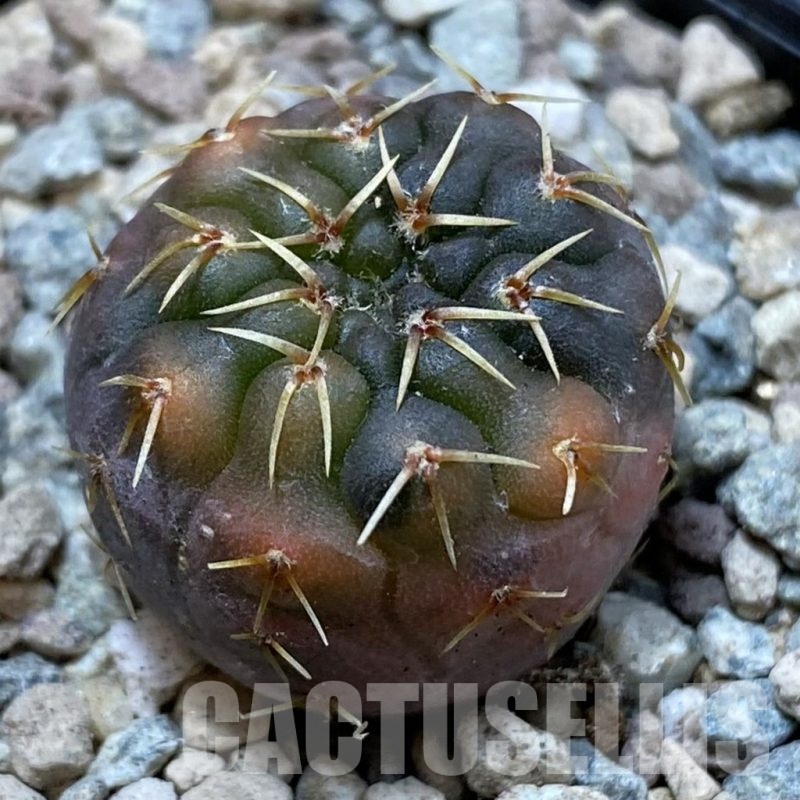 SH23450 Gymnocalycium ochoterenae f. variegata, seedling