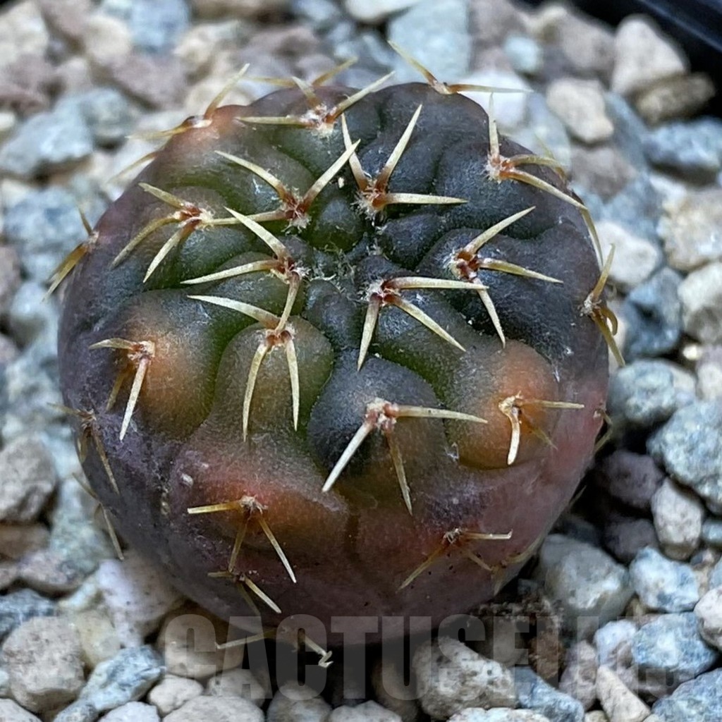 SH23450 Gymnocalycium ochoterenae f. variegata, seedling