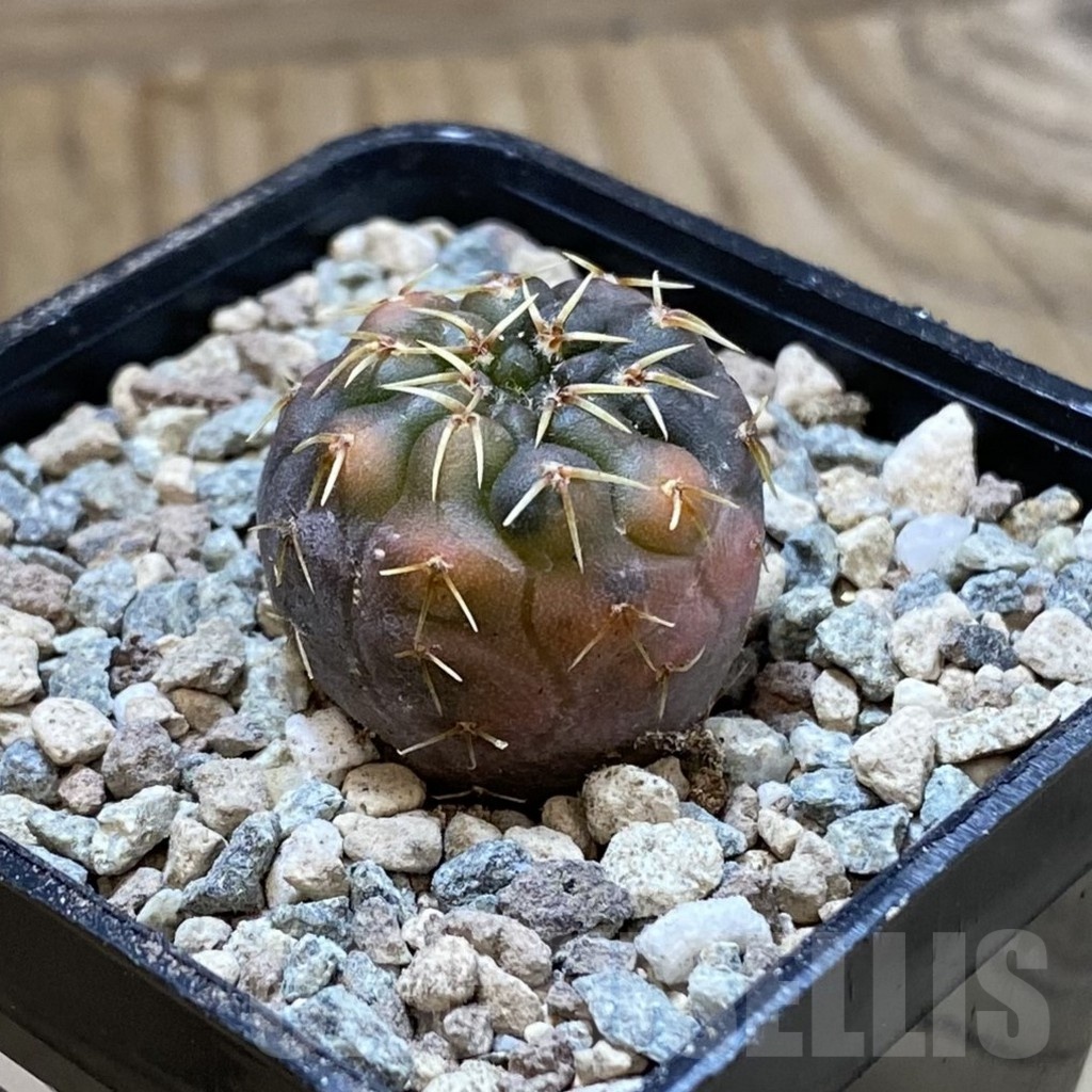 SH23450 Gymnocalycium ochoterenae f. variegata, seedling - Image 2