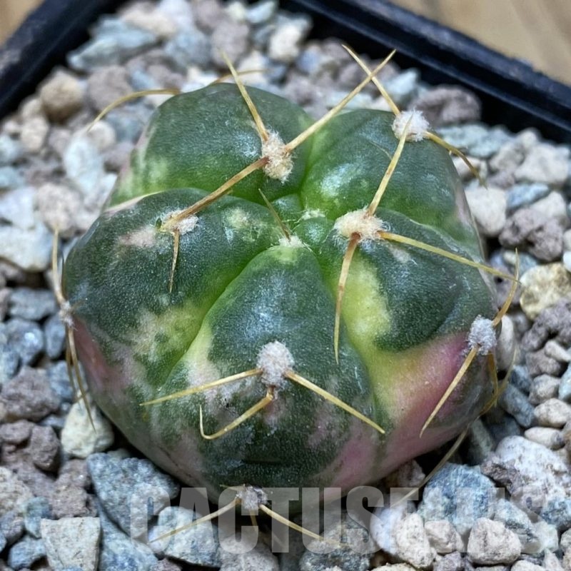 SH23451 Gymnocalycium horstii f. variegata
