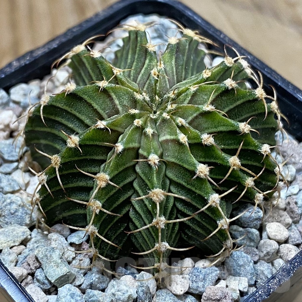 SH23452 Gymnocalycium friedrichii 9R001